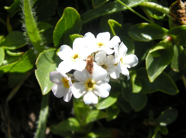 Myosotis sp.